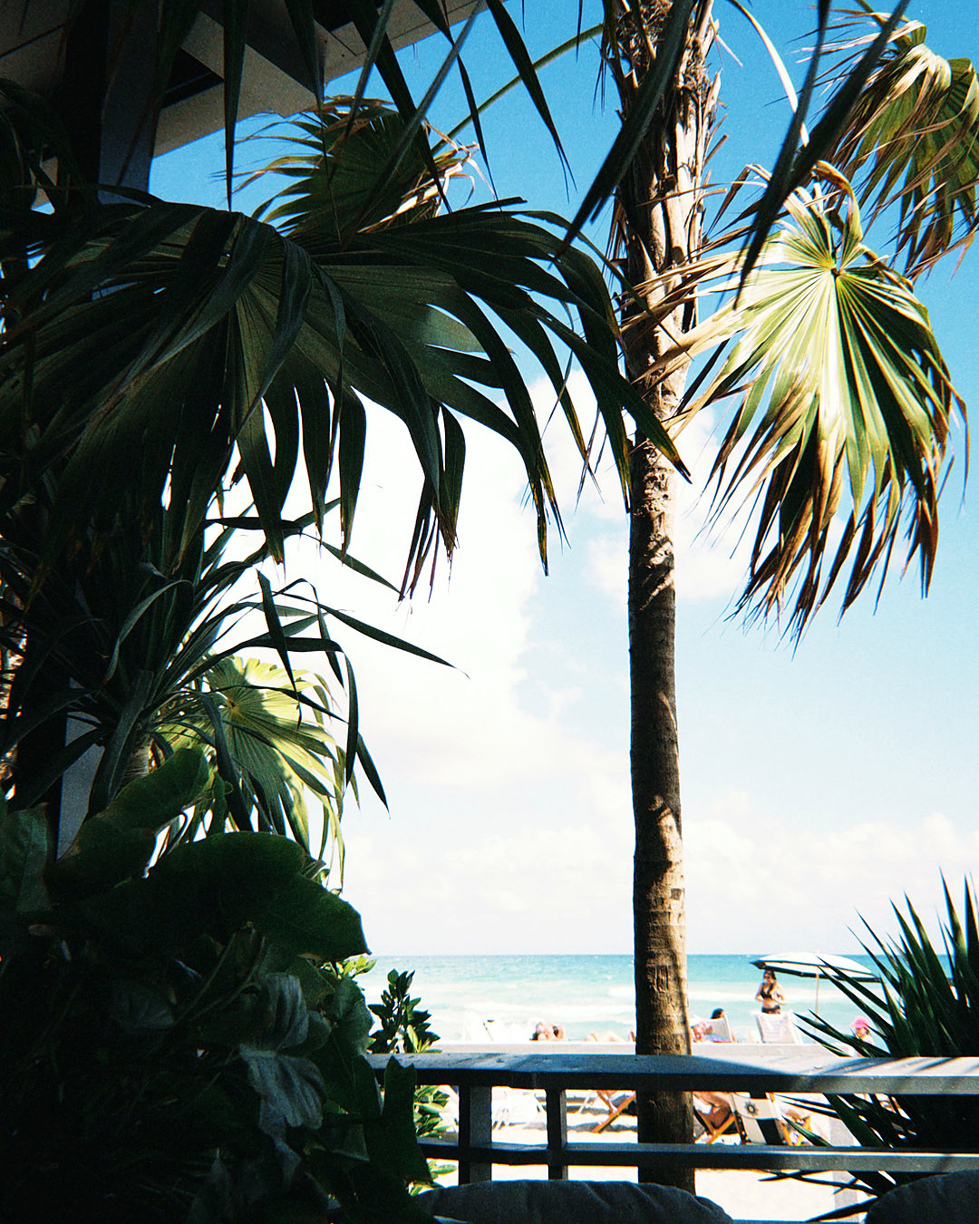 Boca Raton beach and ocean seen through palm fronds