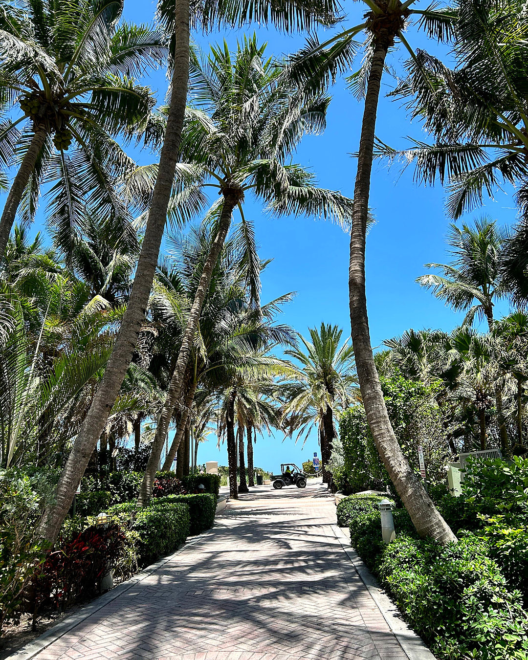 Palm-lined walkway leading to the beach in South Florida